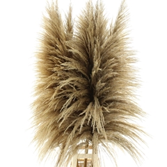 Dried Flowers 100 Gram 160cm