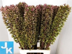 Eucomis Sp Burgundy 80cm