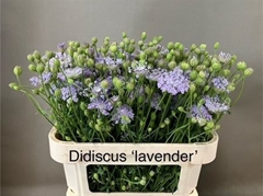 Flowers 75cm