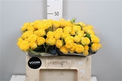 R Tr Lun Trendsetter 50cm 45+