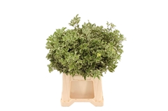 Pittosporum P Bunch 50cm 150gram