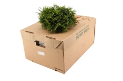 Decogroen Ov Bs 10cm