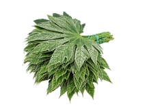 Fatsia Japonica Bs 25cm