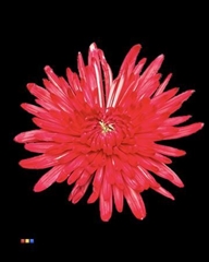Chr G Topspin Red
