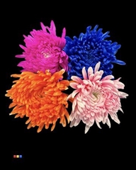 Chr G Stravin Klb H% 70cm