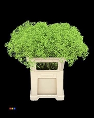 Gyps Colortreated 80cm