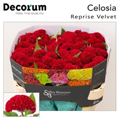 Cel C Reprise Velvet 72cm