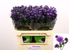 Ast Astee Dark Milka 70cm 20gram