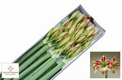 Hipp St Ambiance 80cm 4+