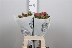 R Tr Pin Piano Freil 60cm 35+