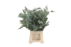 Acacia Baileyana 60cm 200gram