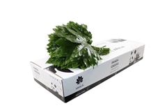 Fatsia Japonica Bs 40cm