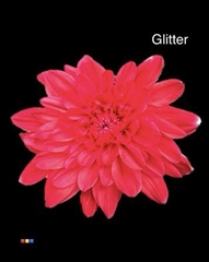 Chr T Baltica Red + Glit Bio