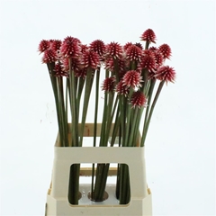 Flowers 60cm