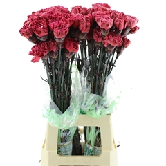 Di St Ov Klb 21% 70cm 23