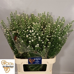 Ast Monte Cassino 90cm 30gram
