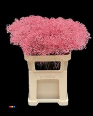 Gyps Colortreated 80cm