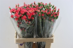 Di Tr Rood 60cm 23