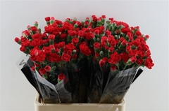 Di Tr Aragon Select 60cm 23