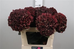 Hydr M Mag Pi Rub Cl 80cm 23cm Ø