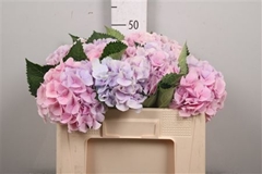 Hydr M Verena Blue 50cm 17cm Ø