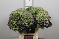 Hydr M Verena Bl Cl 60cm 23cm Ø
