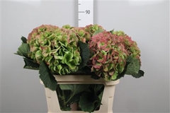 Hydr Verena Classic 80cm 24cm Ø