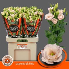 Eus G Lis Soft Pink
