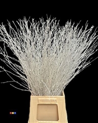 Betula / Berkentak White
