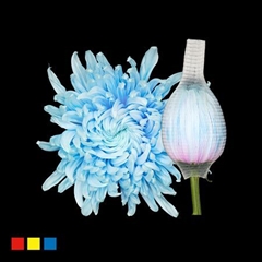 Chr G Stravin Klb H% 70cm