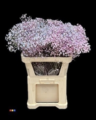 Gyps Colortreated 80cm