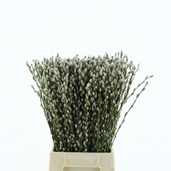 Salix Ca Snow Flake 60cm