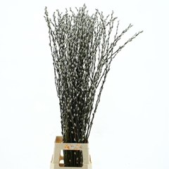 Salix Ca Snow Flake 120cm