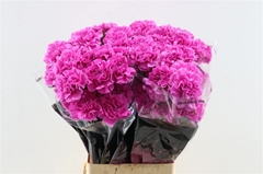 Di St Farida 70cm 23