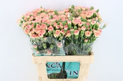 Di Tr Rood 60cm 23