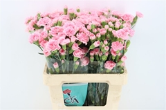 Di Tr Gianna 60cm 23