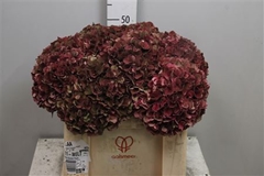 Hydr M Mag Pi Rub Cl 50cm 17cm Ø