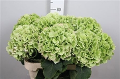 Hydr M Whi Verena Cl 80cm 22cm Ø
