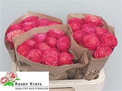 R Gr Windsor Charme+ 60cm