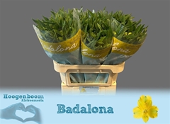 Alstr Badalona 60gr
