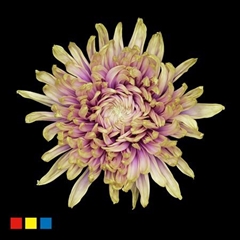 Chr G Stravina Purple Fresh