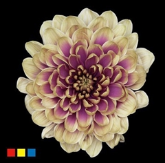 Chr T Altaj Purple Fresh