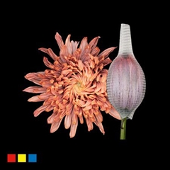 Chr G Stravin Klb H% 70cm