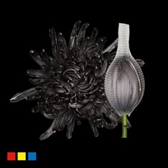 Chr G Stravin Klb H% 70cm