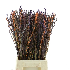 Salix Sn Fla Klb H% 60cm