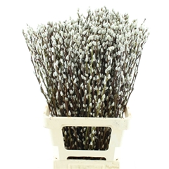 Salix Ca Snow Flake 70cm