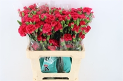 Di Tr Rood 60cm 23