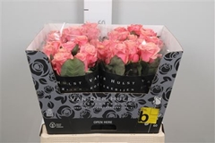R Gr Adele 60cm