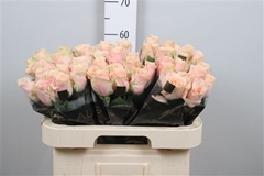R Gr Harmony Peach 60cm