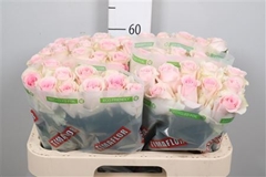 R Gr Revival Sweet 60cm